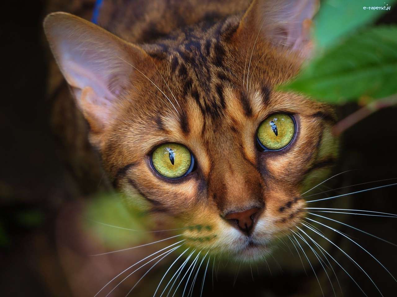 ojos verdes del gato rompecabezas en línea