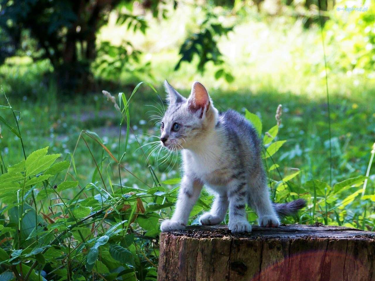 kitten op een boomstronk online puzzel