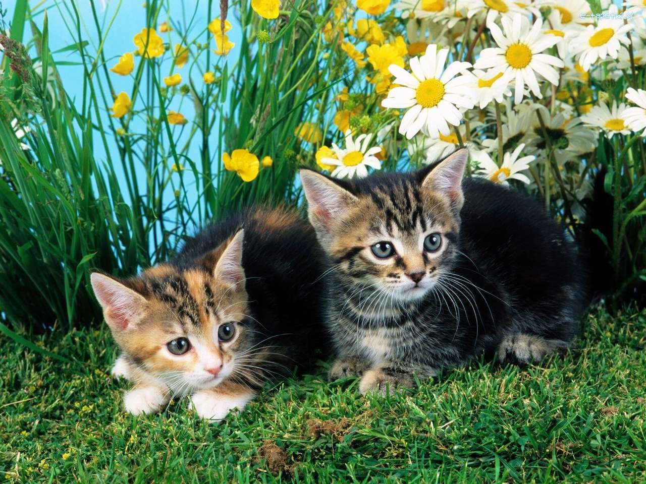 kattungar bland blommor pussel på nätet