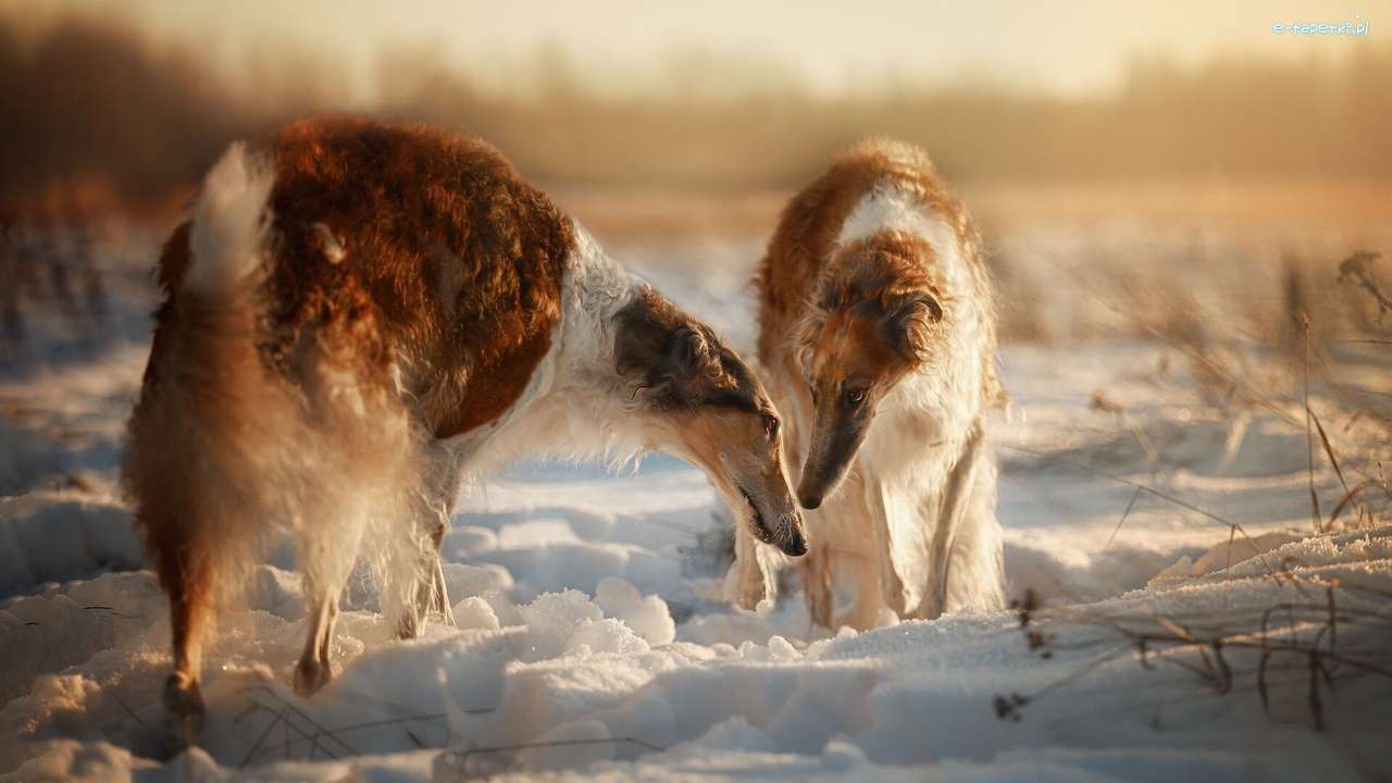 Russian greyhounds jigsaw puzzle online