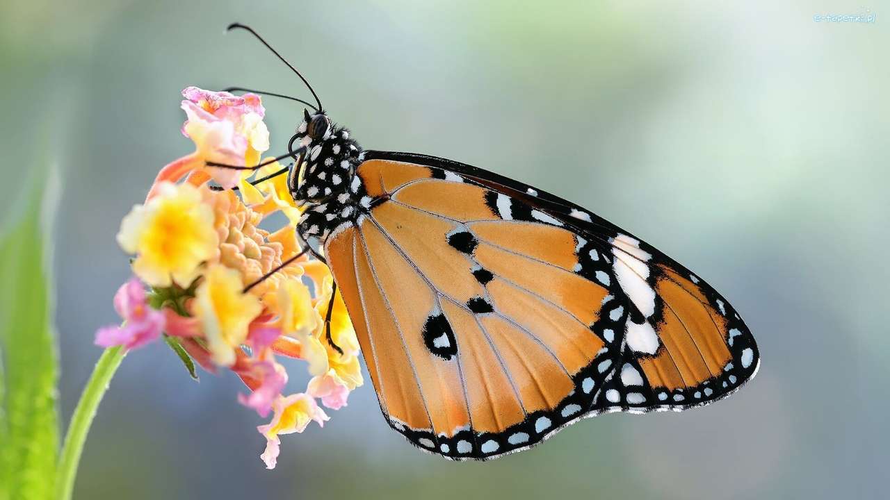 золотая бабочка онлайн-пазл