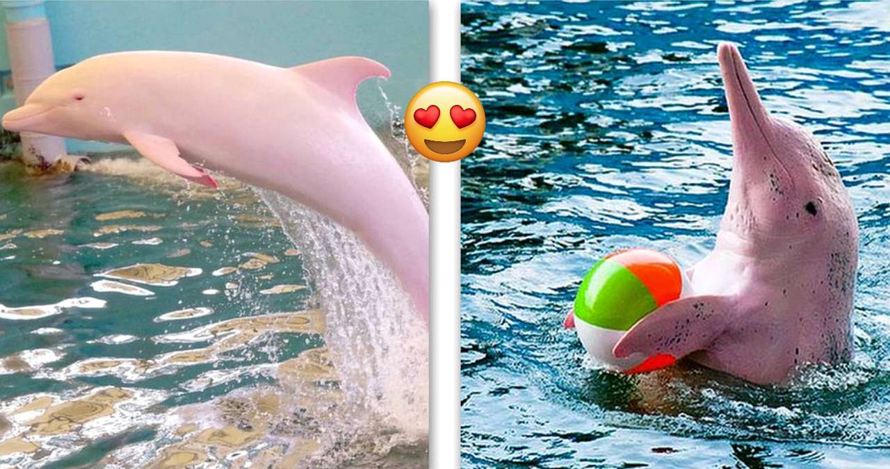 Golfinho cor-de-rosa puzzle online