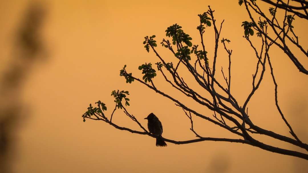 silhouet van vogel op boomtak tijdens zonsondergang online puzzel