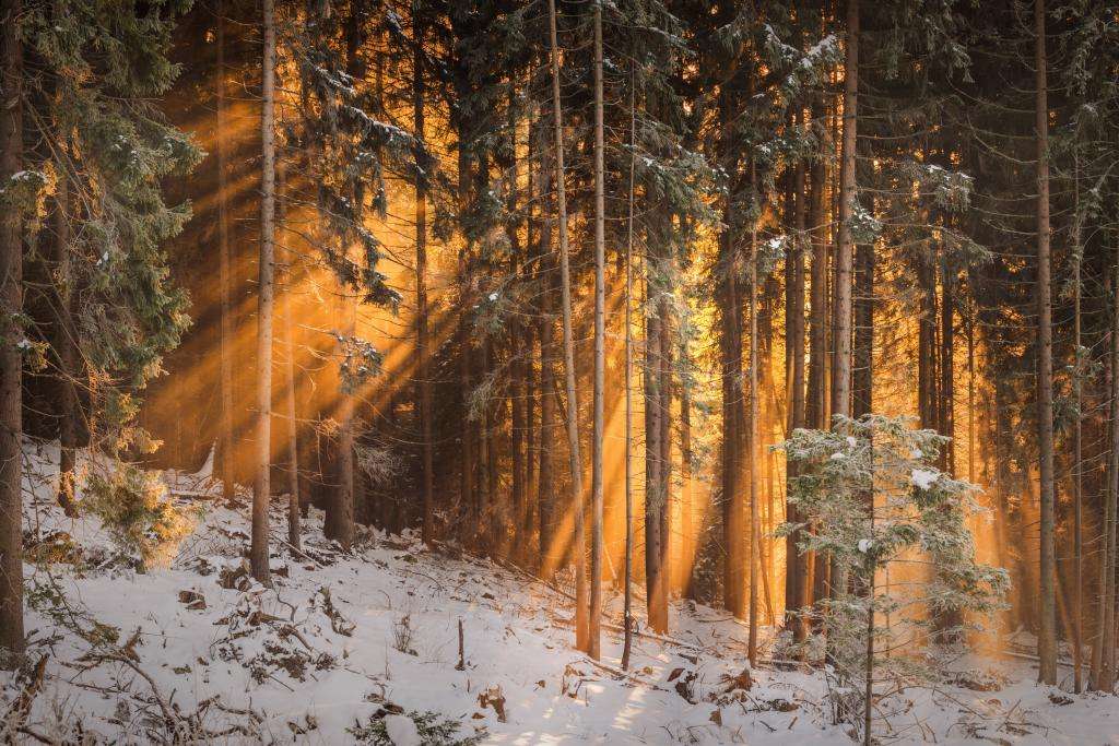 inverno na floresta quebra-cabeças online