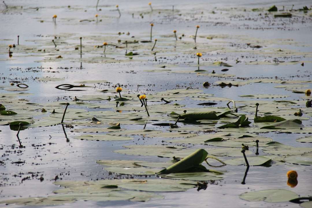 groene waterlelies op water legpuzzel online