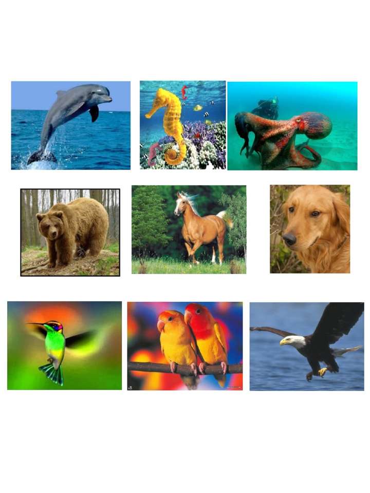 CLASSIFICATION OF LIVING BEINGS online puzzle