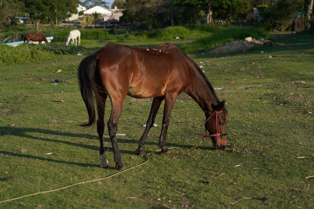 коричневая лошадь ест траву на зеленом травяном поле в дневное время пазл онлайн