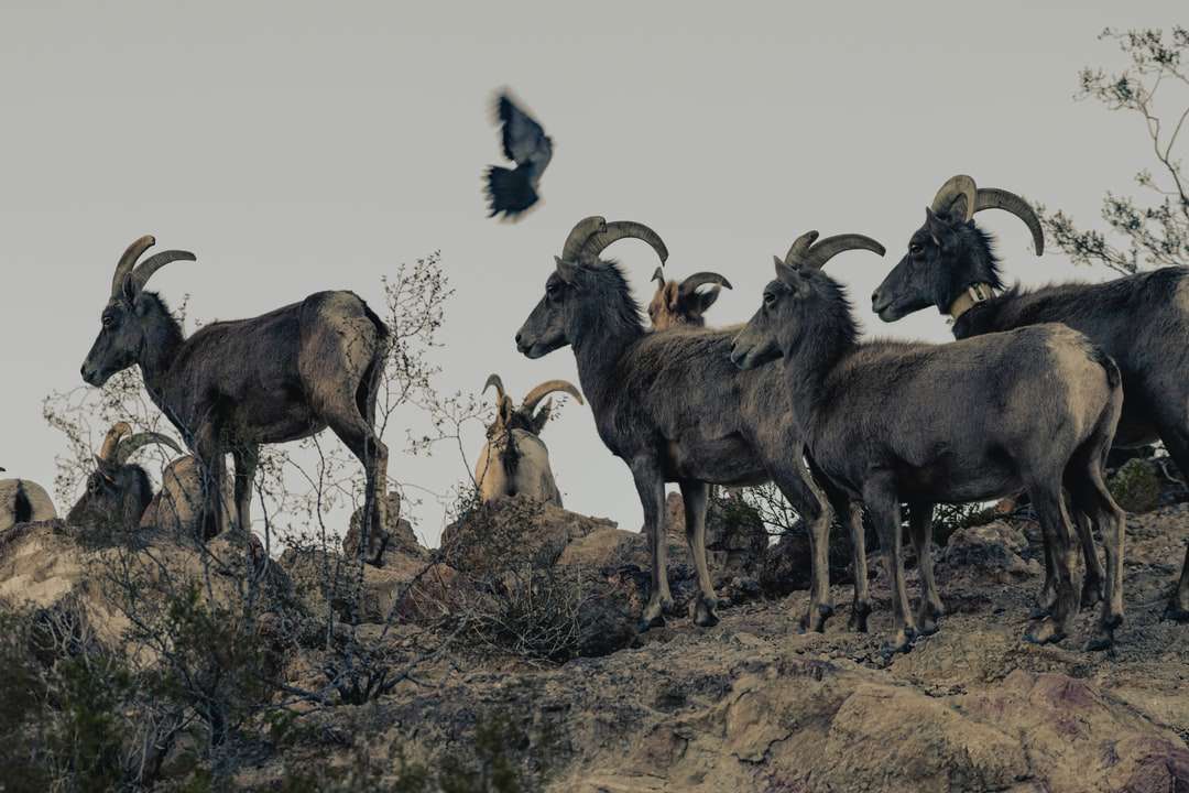 rebanho de cabras em campo de grama marrom durante o dia puzzle online