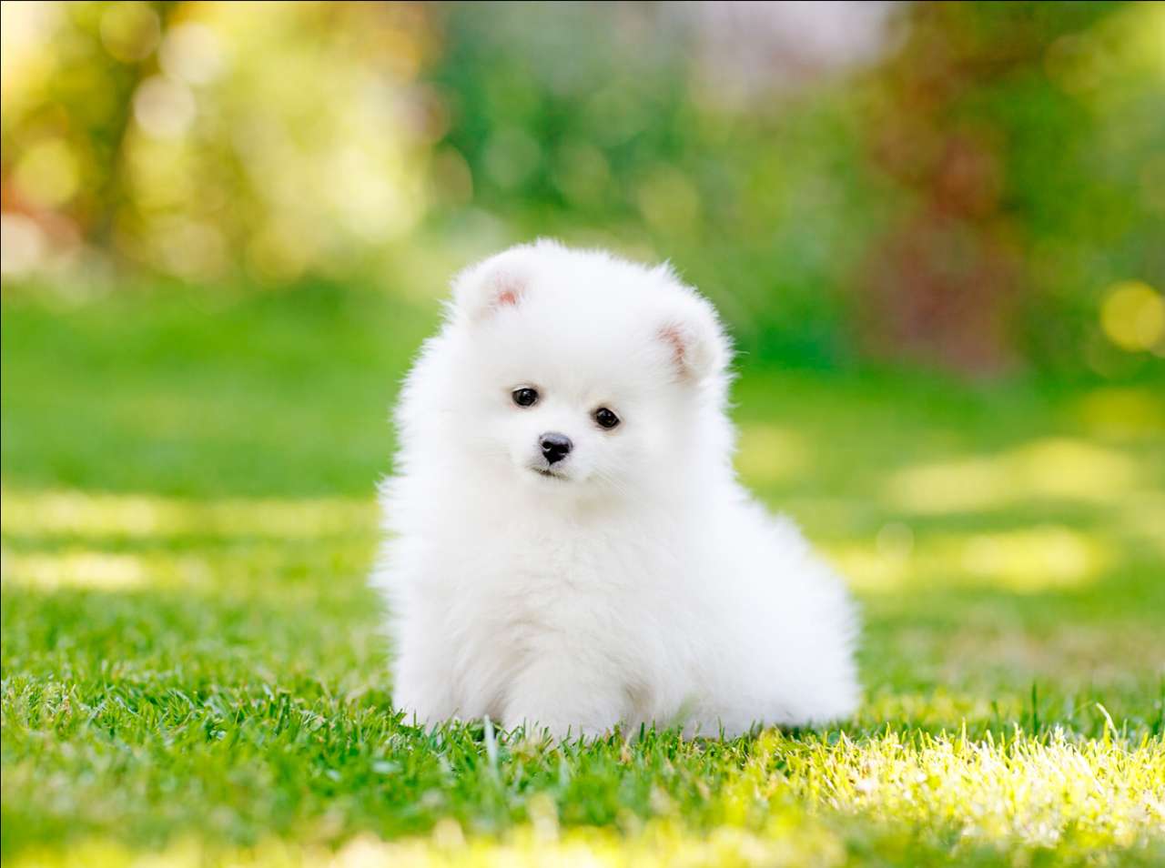 white puppy online puzzle