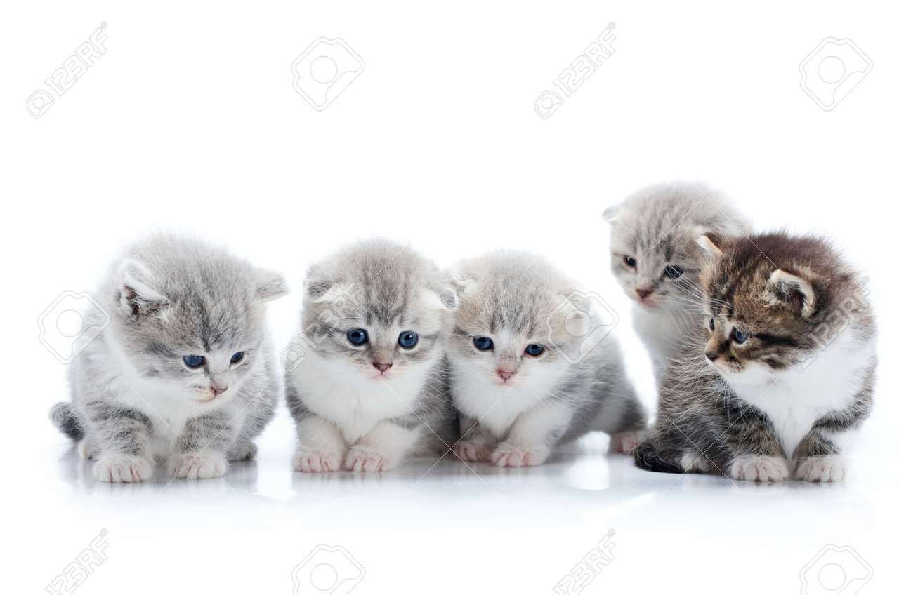 vijf kittens: D legpuzzel online