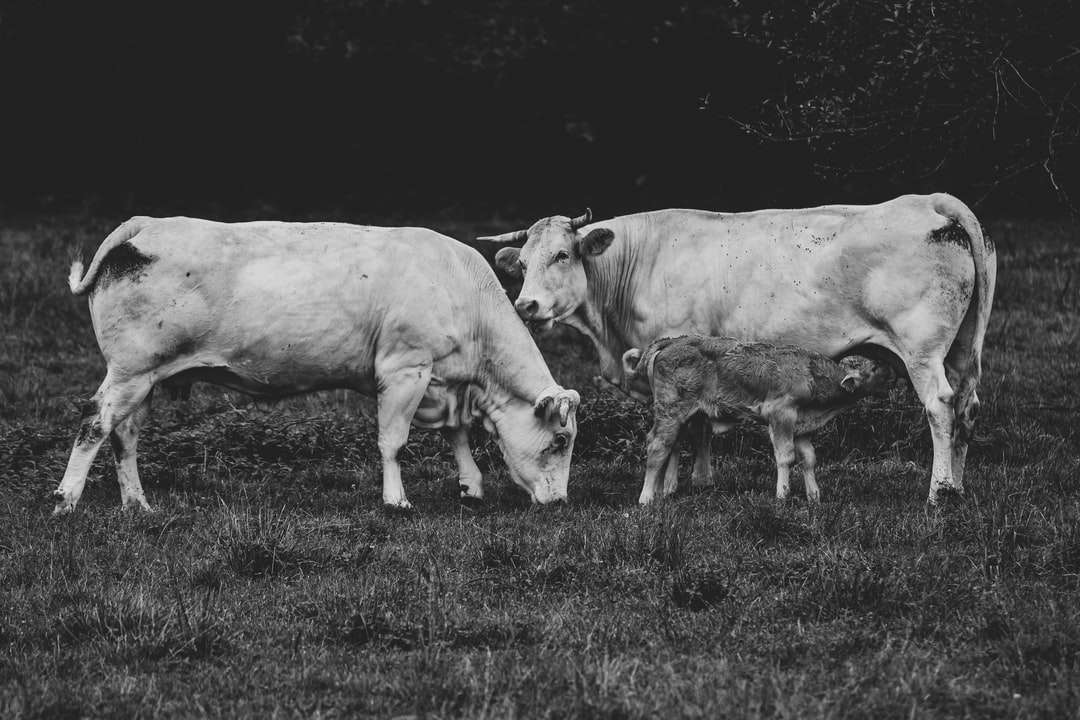 grijswaardenfoto van koe op grasveld legpuzzel online