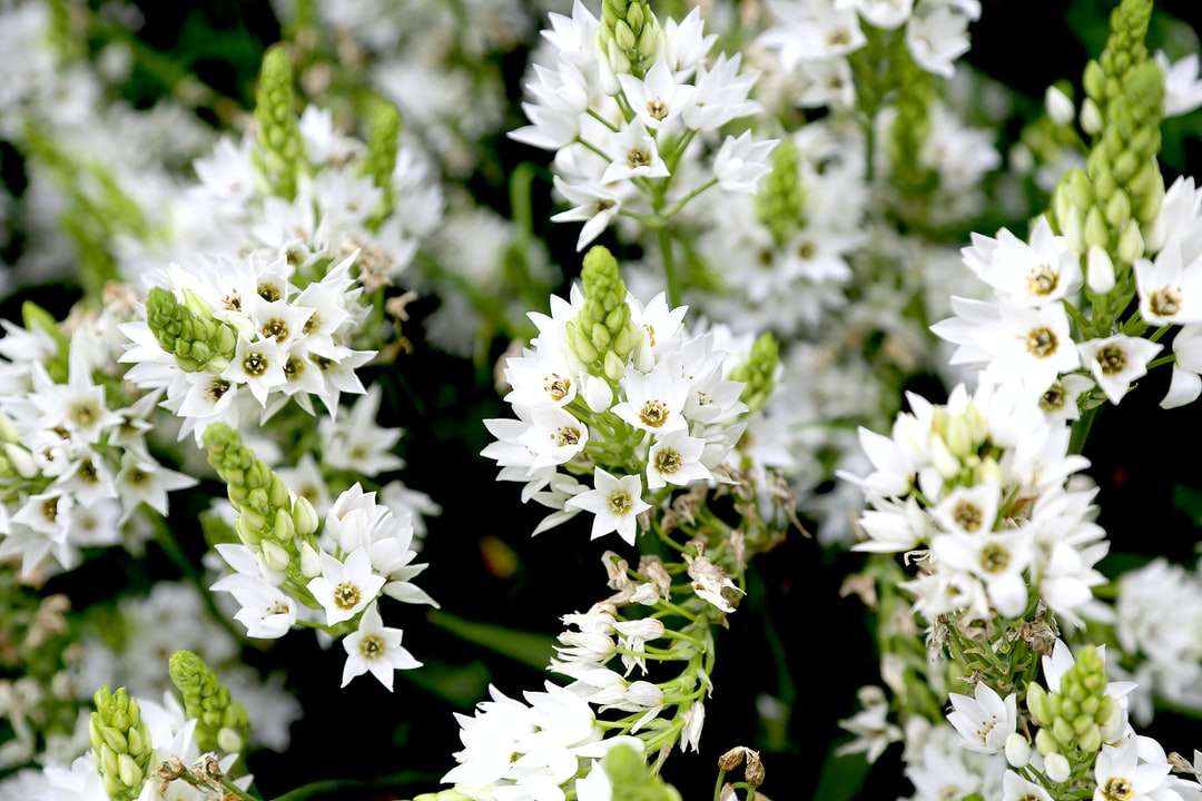 witte bloemen in tilt-shift lens legpuzzel online