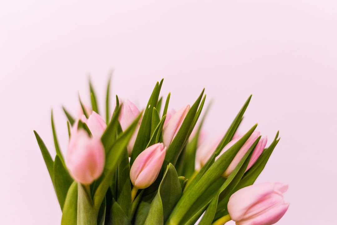 рожеві тюльпани на білому тлі пазл