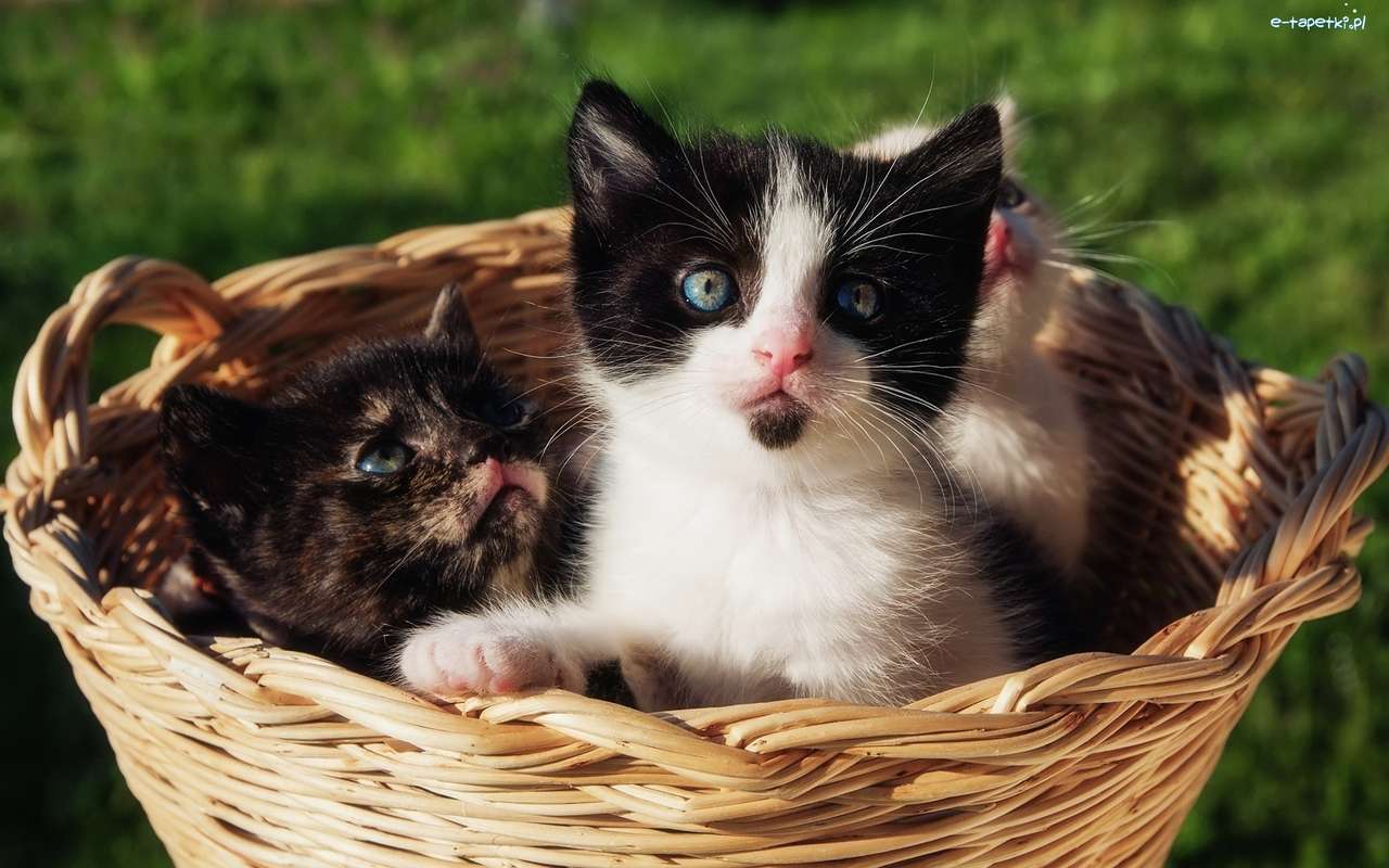 котенца в кошницата онлайн пъзел