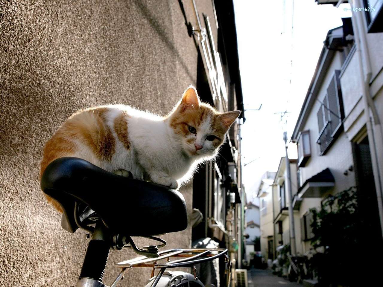 кошеня на велосипедному сидінні онлайн пазл
