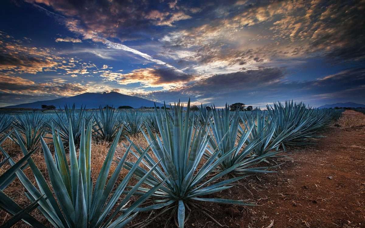 Jalisco tequila kirakós online