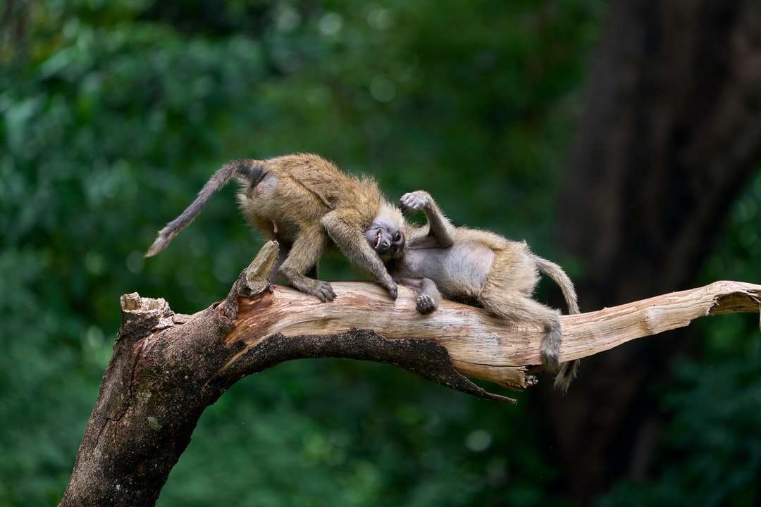 кафяви маймуни на кафяво дърво през деня онлайн пъзел
