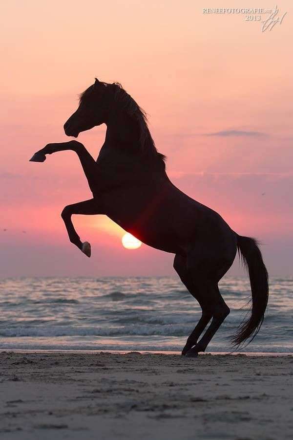 Ló a tengerparton kirakós online