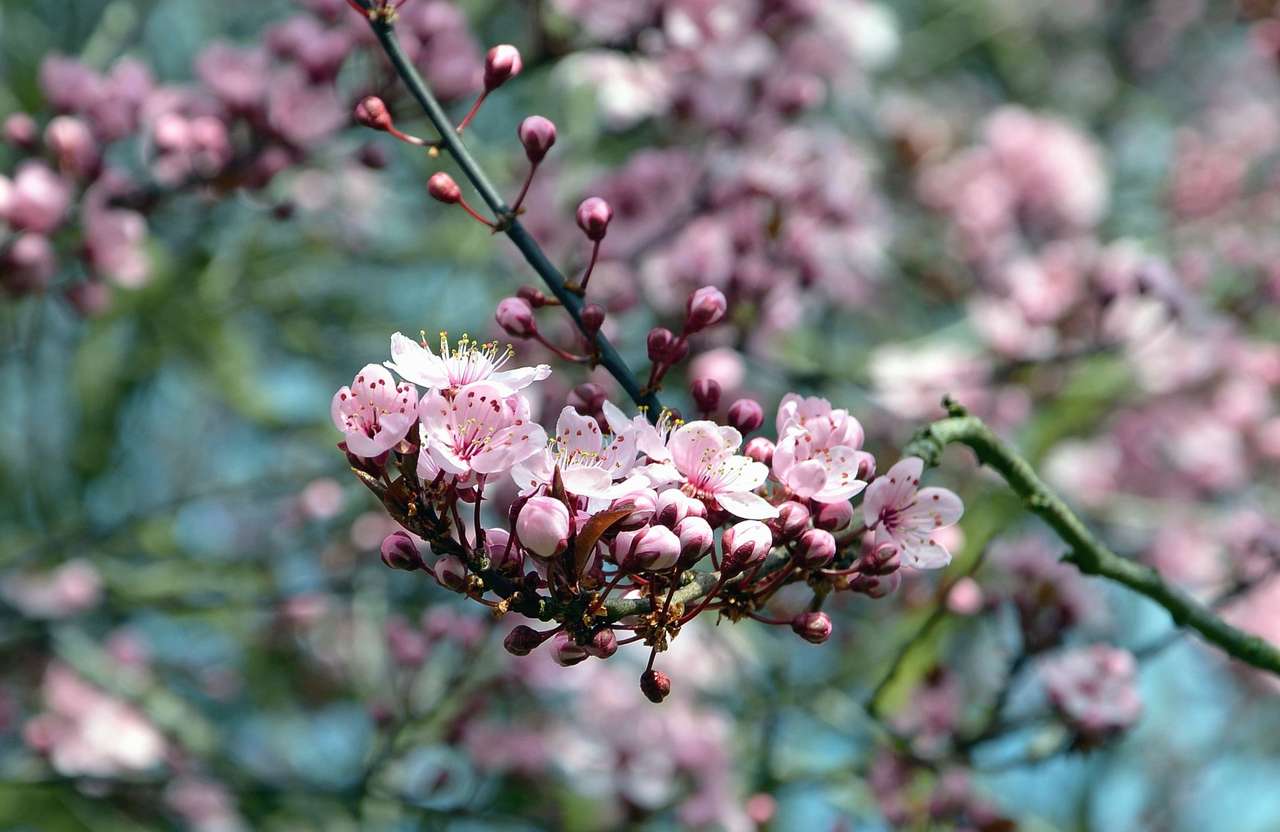 Kvetoucí větvička skládačky online