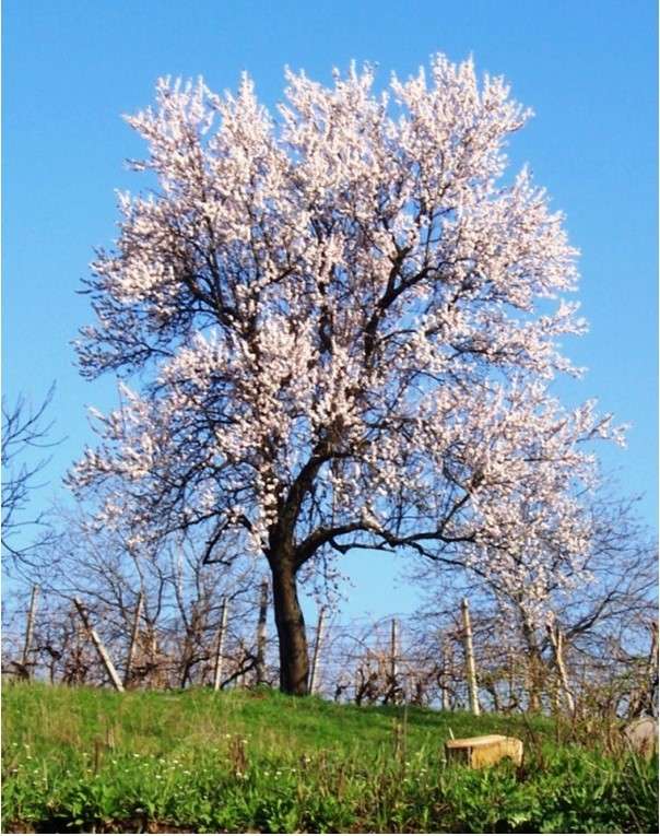 El árbol de la primavera rompecabezas en línea