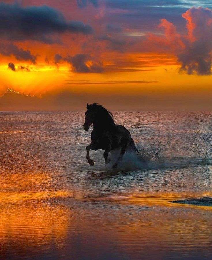 Cavallo nell'acqua puzzle online