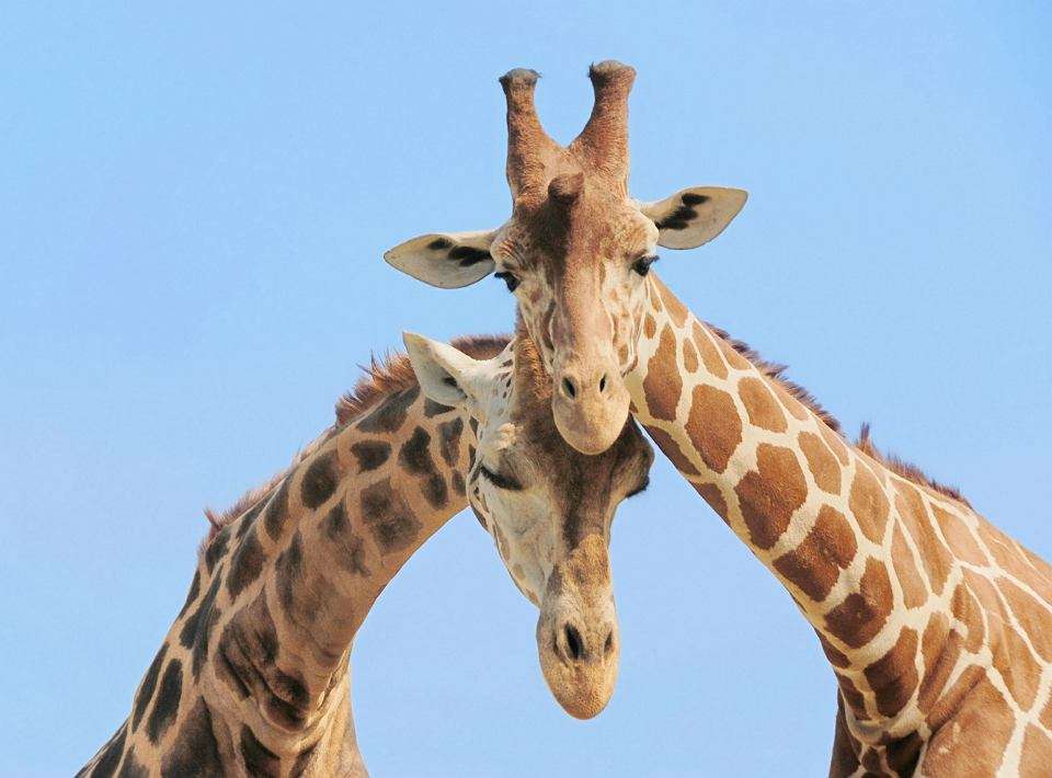 Härliga giraffer pussel på nätet