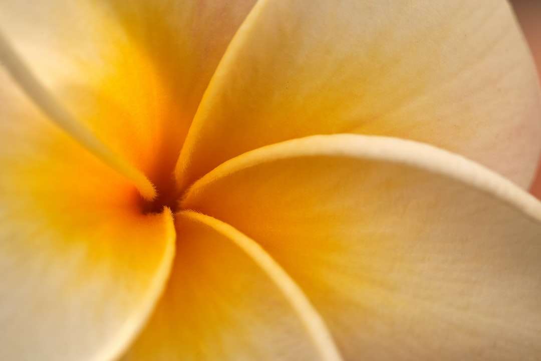 κίτρινο και άσπρο λουλούδι στη μακρο φωτογραφία παζλ online