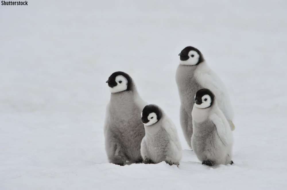 чотири пінгвіни пазл онлайн