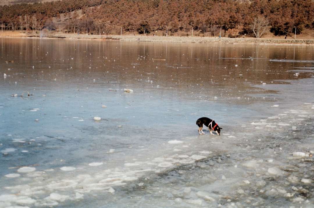 Perro de pelo corto blanco y negro corriendo sobre el agua rompecabezas en línea