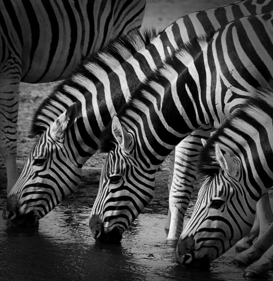 tecido preto e branco com estampa de zebra quebra-cabeças online