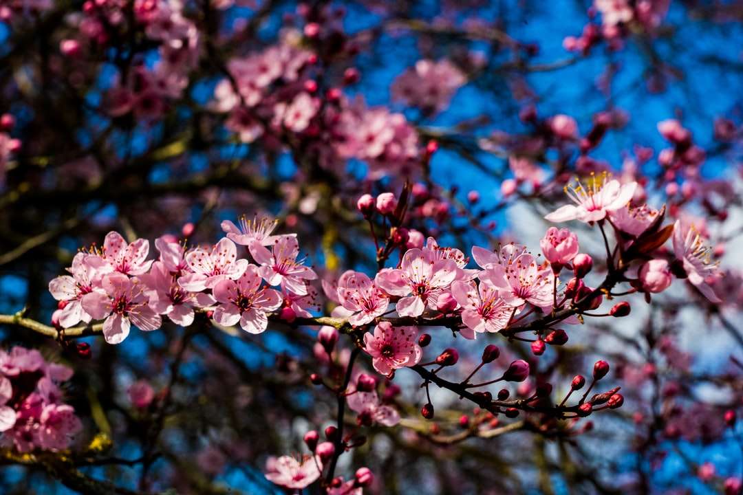 チルトシフトレンズのピンクと白の花 ジグソーパズルオンライン