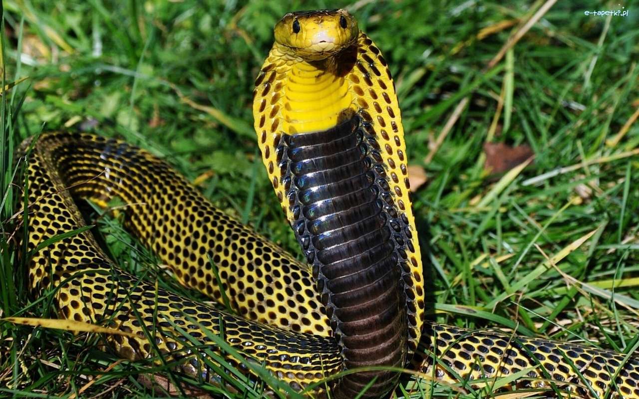 Cobra in het gras legpuzzel online