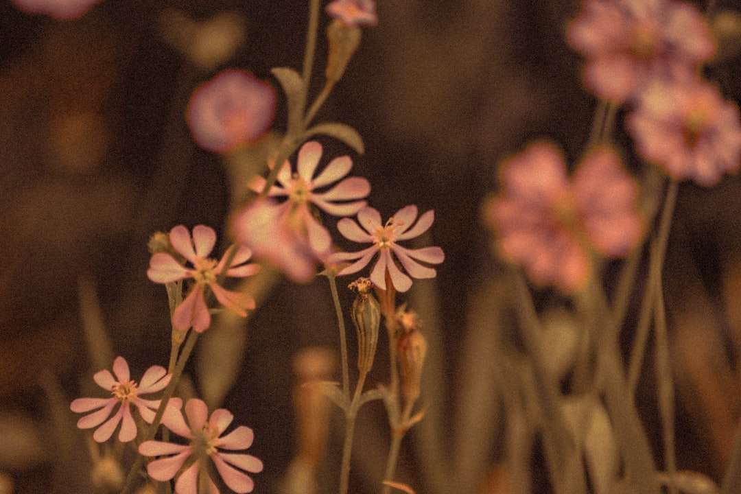 flores brancas e marrons em lente tilt shift quebra-cabeças online
