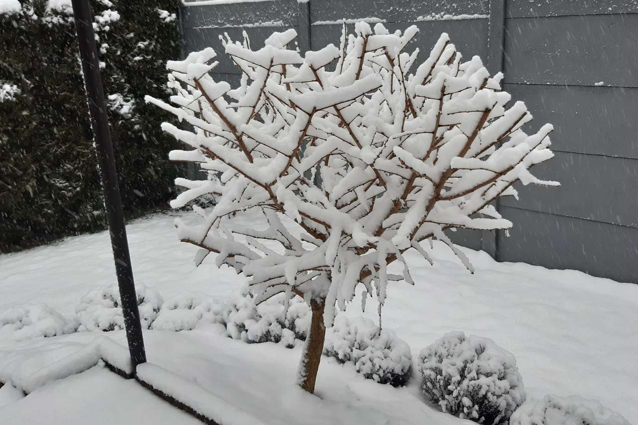 árbol joven de invierno rompecabezas en línea
