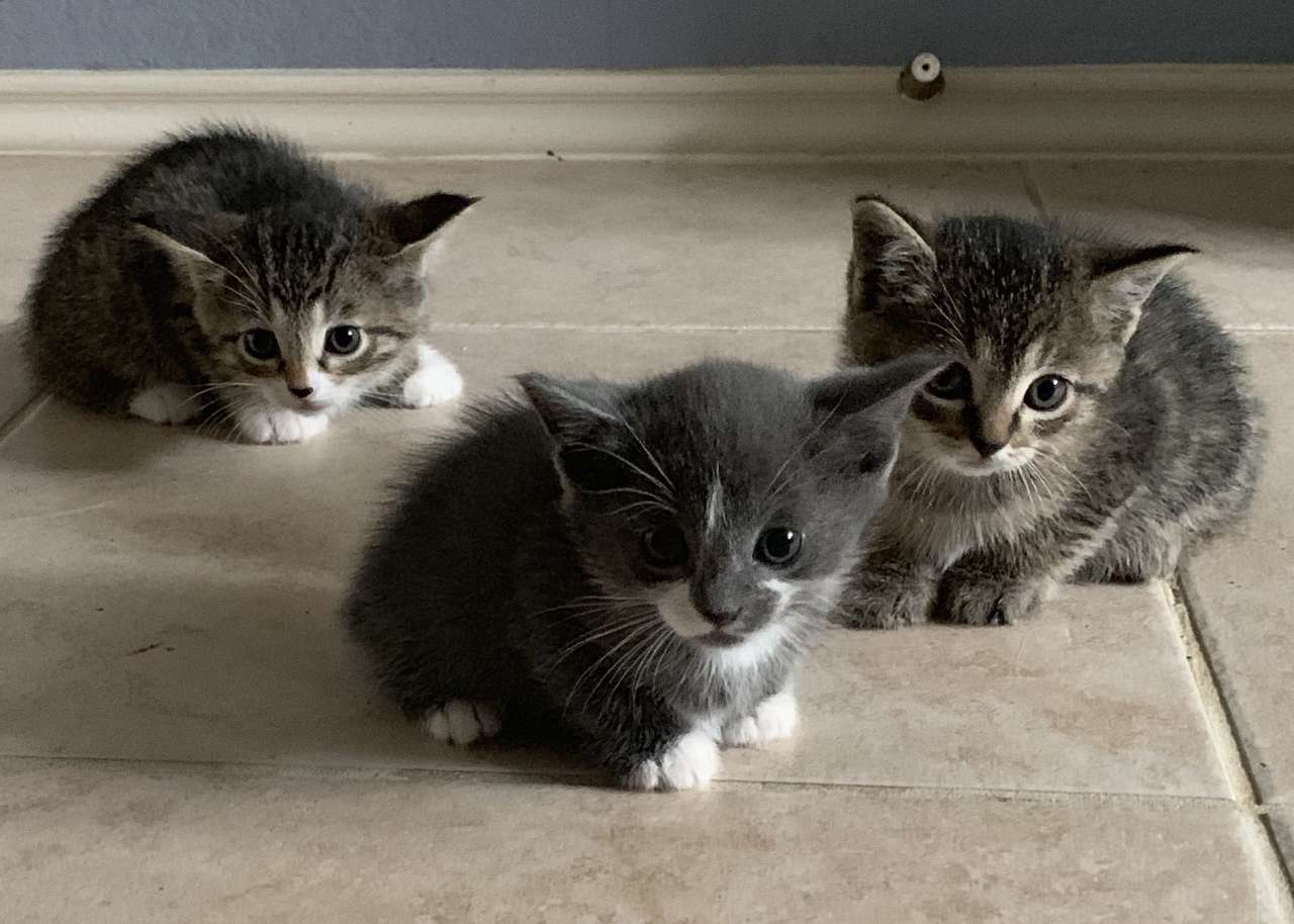 Cute kittens παζλ online
