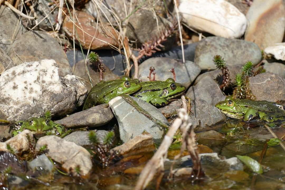 зелена жаба на коричневий і сірий камінь пазл онлайн