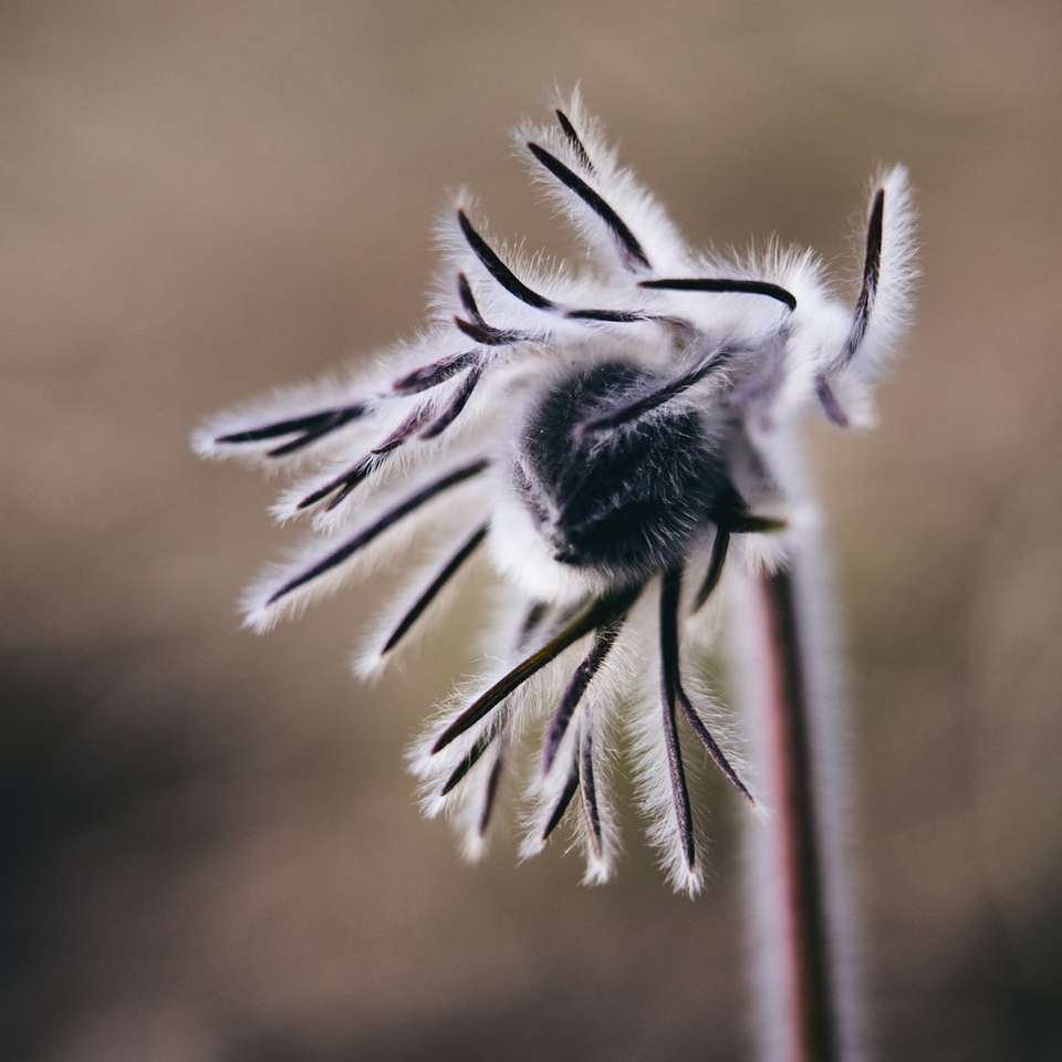 gråskalefoto av blomman i blom Pussel online