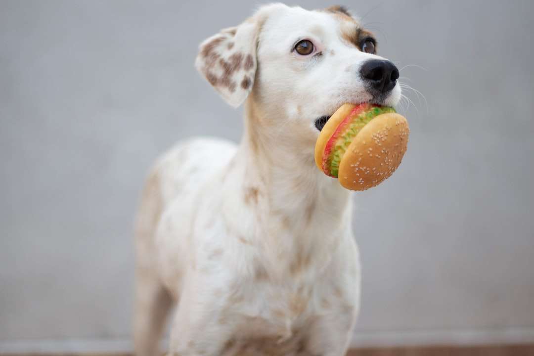 бяло късо покрито куче с оранжева топка на уста онлайн пъзел