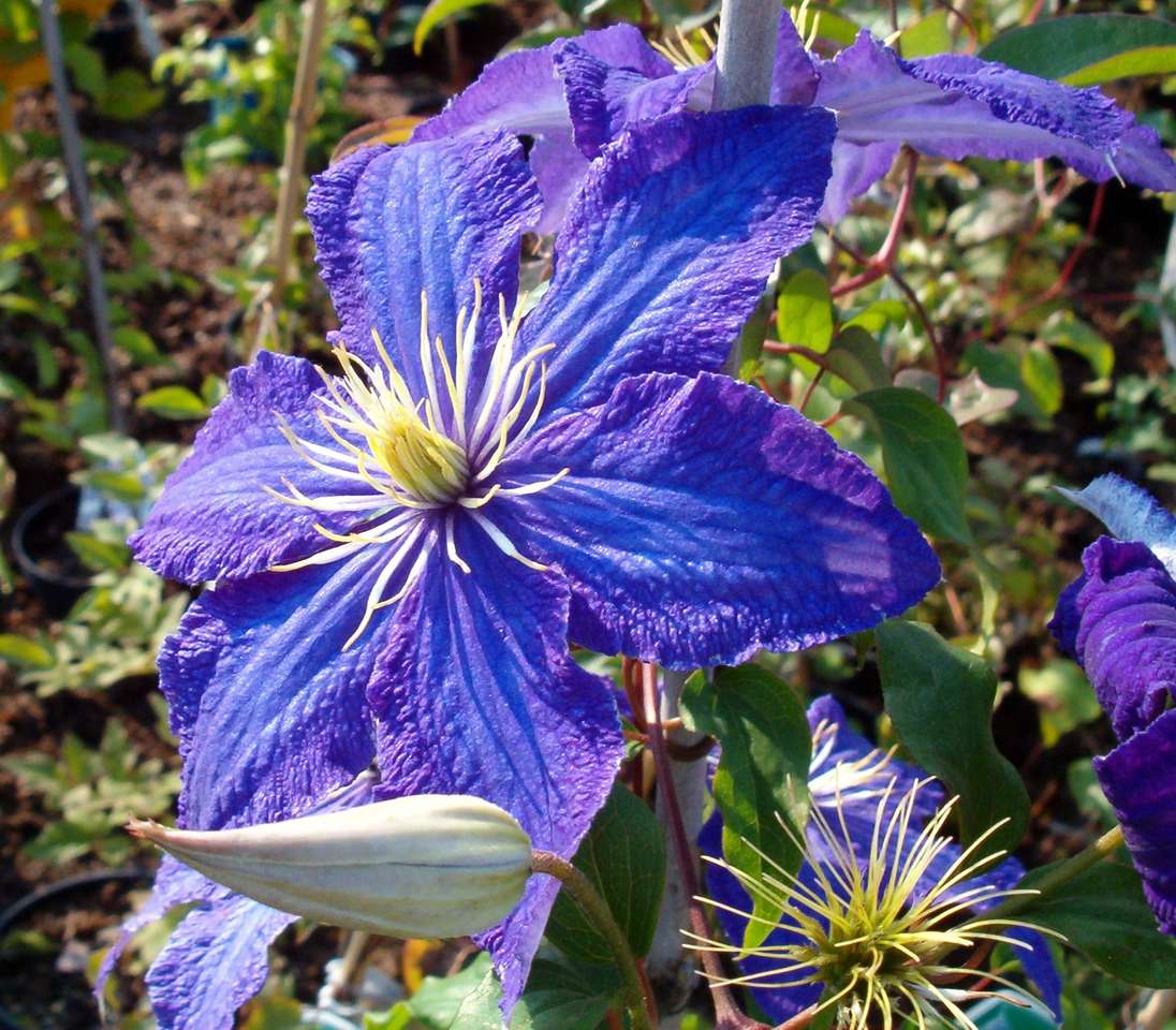 Charme Clematis puzzle online