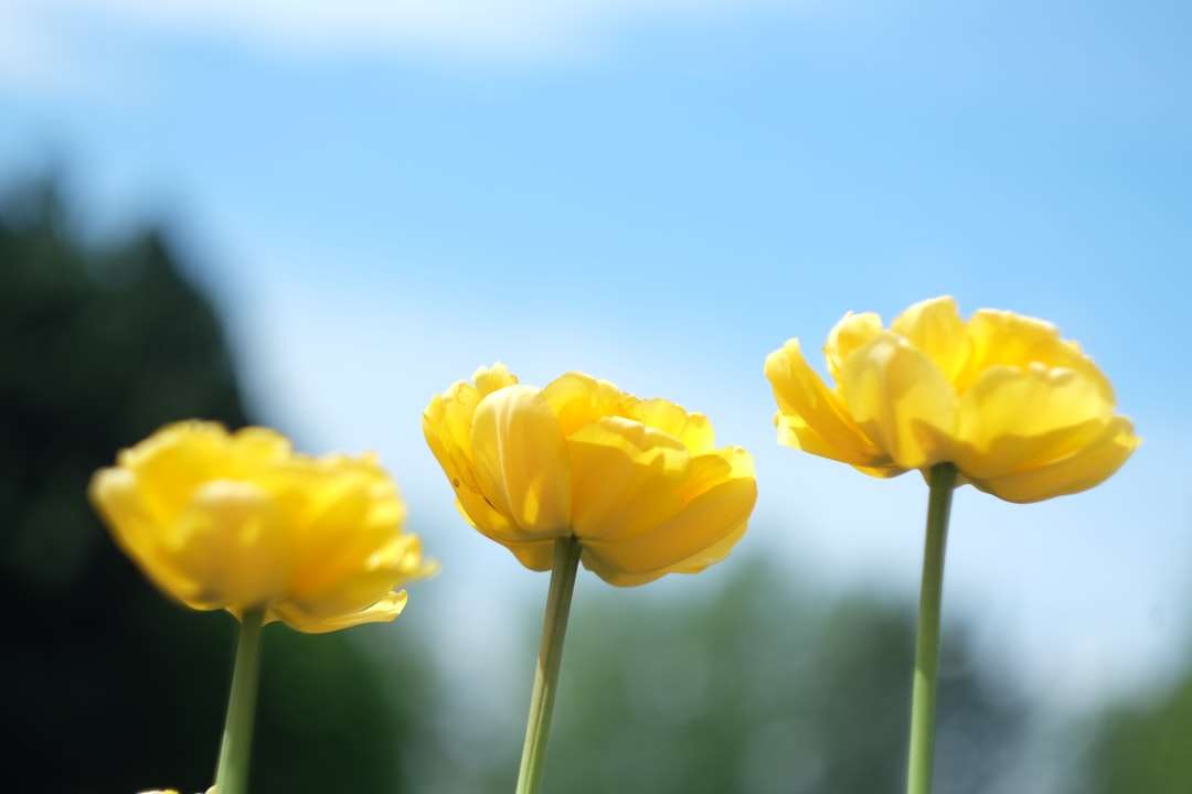 gul blomma i tilt shift-lins Pussel online