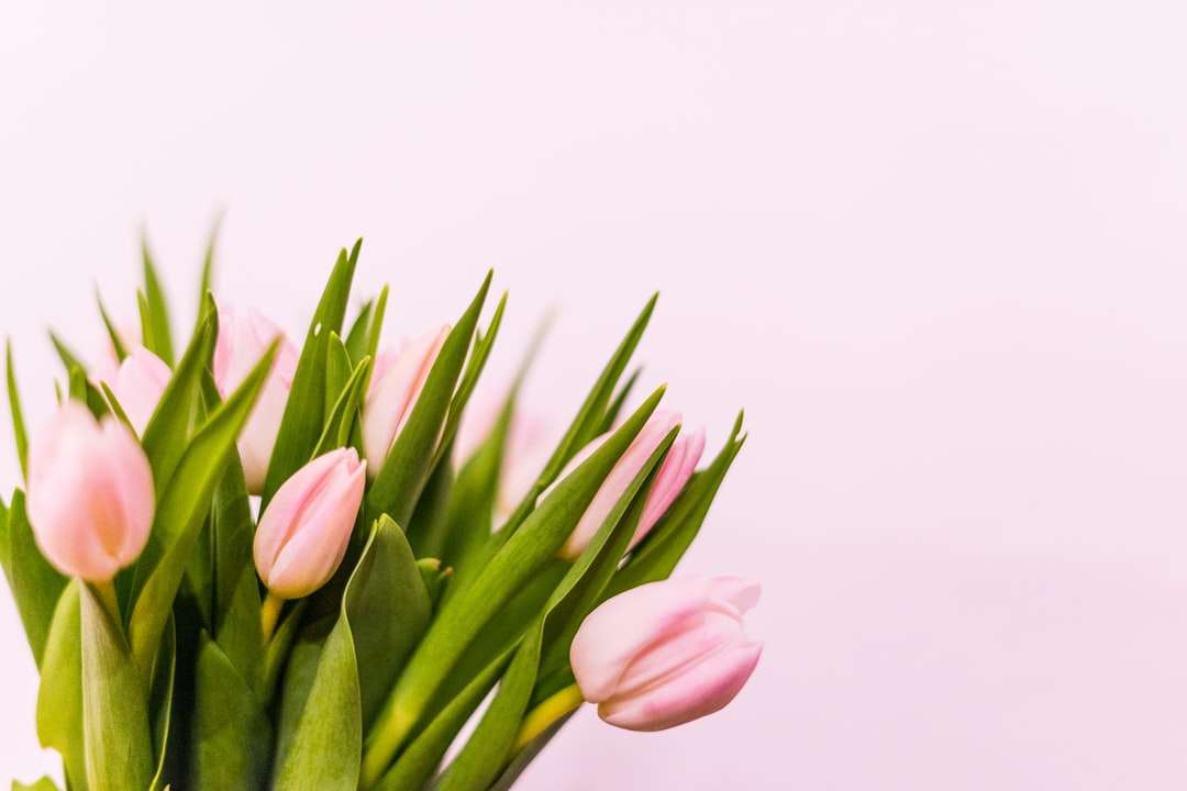 рожеві тюльпани в цвіту крупним планом фото онлайн пазл