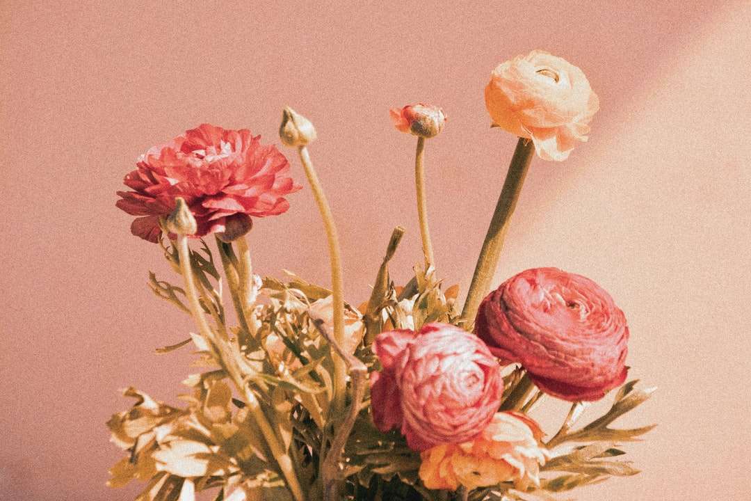 rosas rosadas en flor cerrar foto rompecabezas en línea