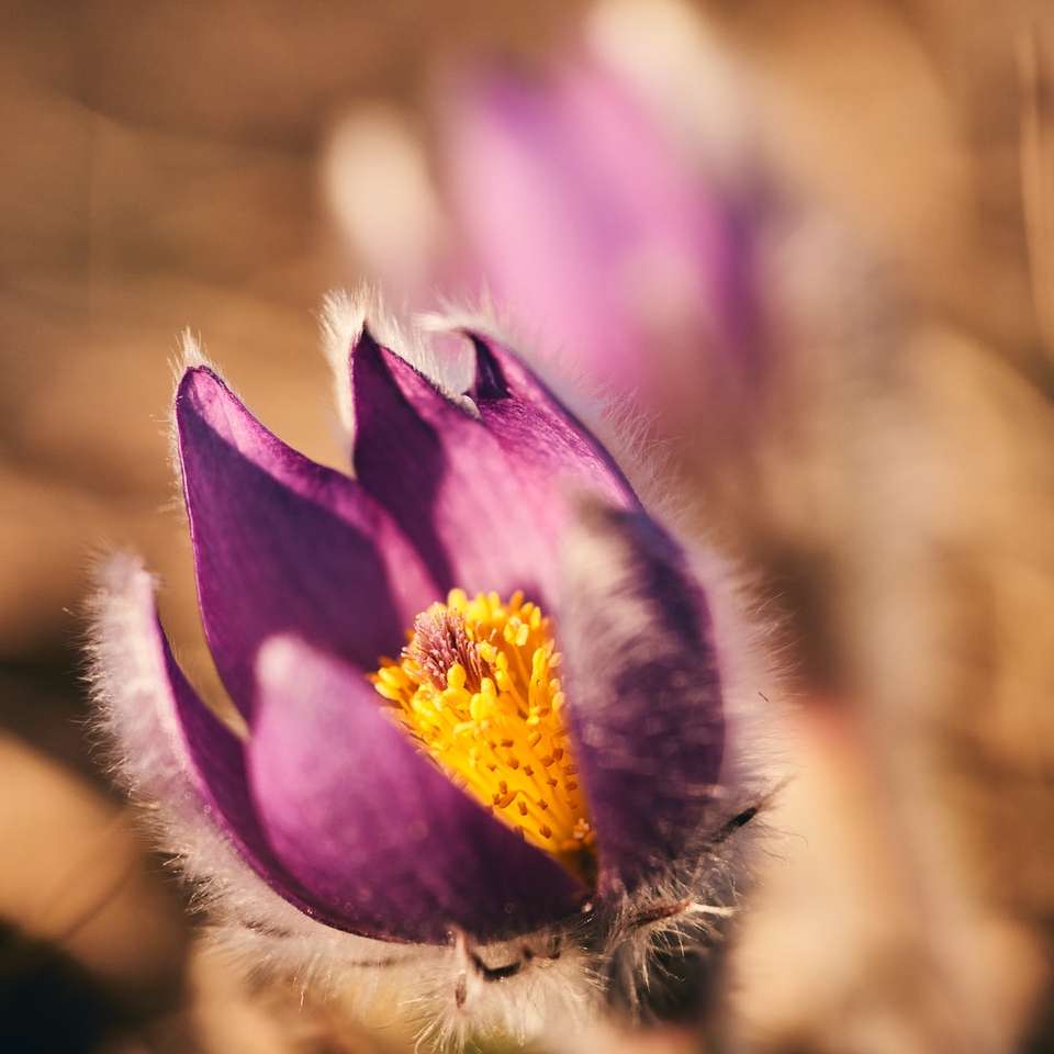 фиолетовый и желтый цветок в объективе сдвига наклона онлайн-пазл
