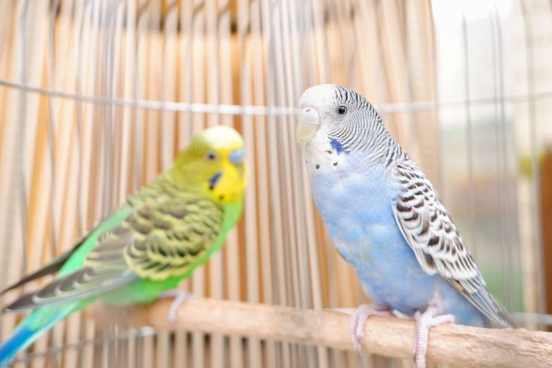 blauer gelber und grüner Vogel Online-Puzzle