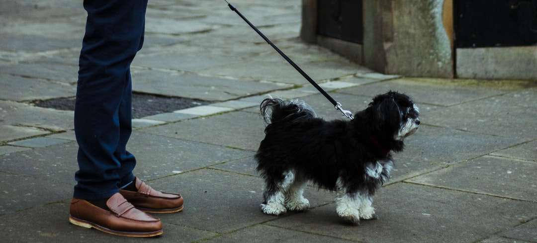 cane di piccola taglia a pelo lungo bianco e nero puzzle online
