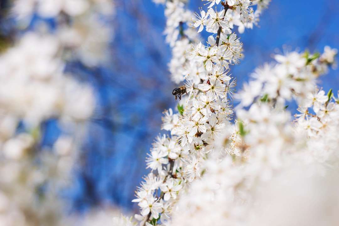 ape nera e gialla sul fiore bianco durante il giorno puzzle online