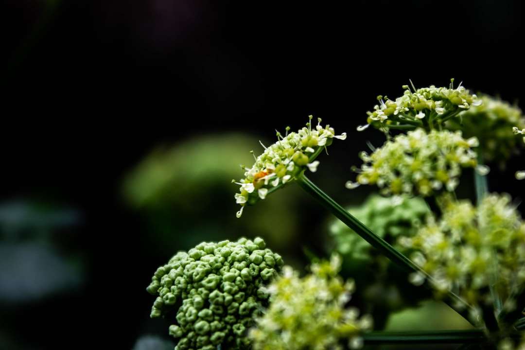 mugur verde de flori în lentilă de înclinare puzzle online