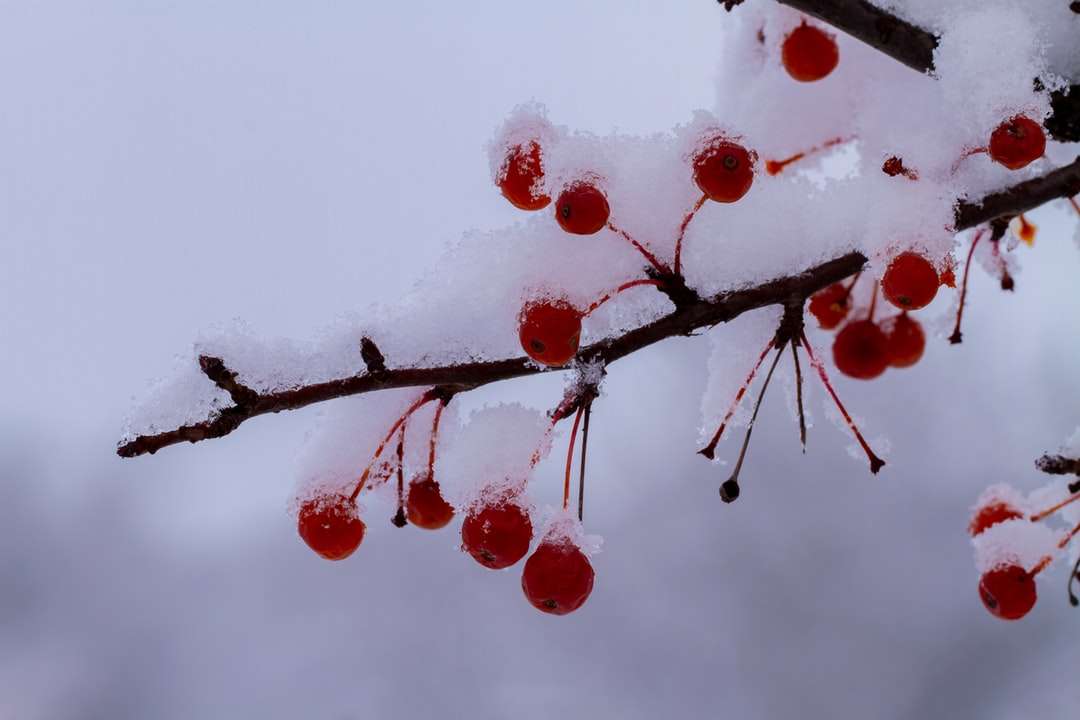 frutti rotondi rossi sul ramo di un albero puzzle online