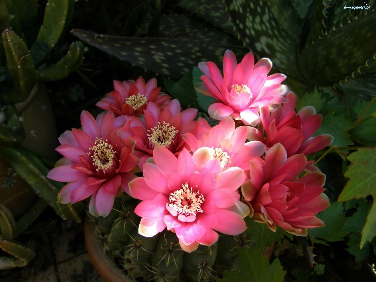 flores de cactus rosa rompecabezas en línea