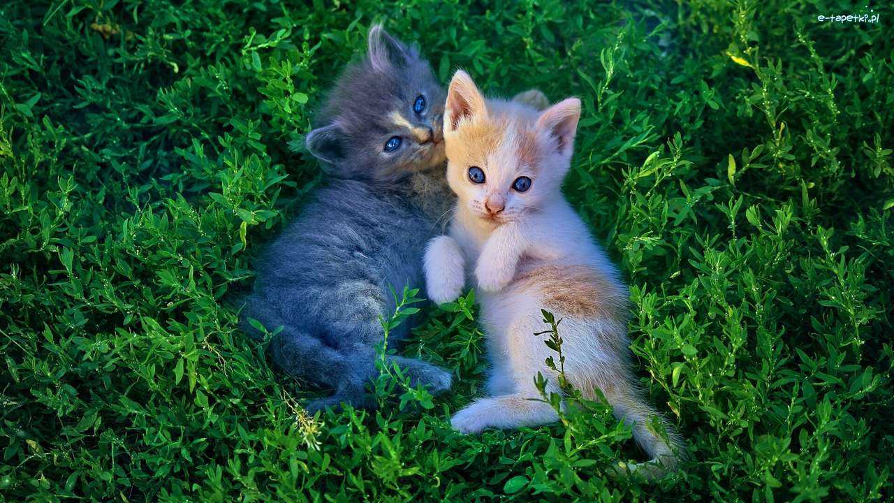 Кошки в траве онлайн-пазл